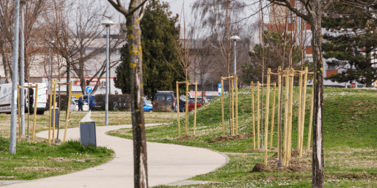 Za Zeleniji Vukovar – Posađeni novi drvoredi