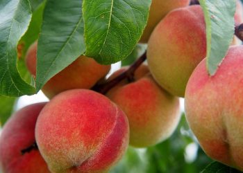 Zadarska policija riješila slučaj krađe čak 100 kilograma bresaka – ukrao ih 63-godišnjak