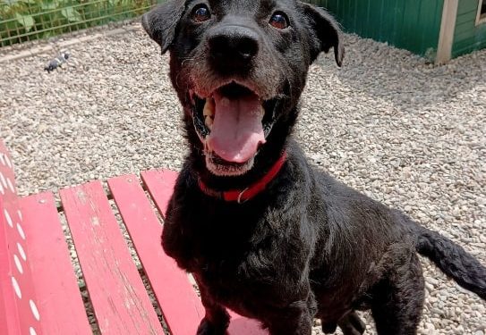 POVIJESNI TRENUTAK ZA DOBROBIT ŽIVOTINJA Osječki Azil dobiva podno grijanje za pse u boxovima za oporavak