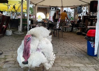 Slavonska čarolija: Etno imanje Fatma proslavilo svoj 16-ti rođendan