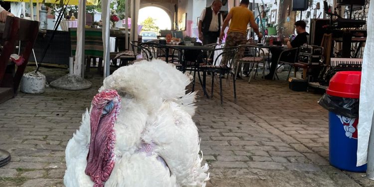 Slavonska čarolija: Etno imanje Fatma proslavilo svoj 16-ti rođendan