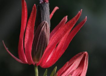 U EGZOTIČNIM BILJKAMA S PUTOVANJA KRIJE SE OPASNOST Evo što ne smijete činiti 