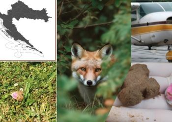 “KOLAČIĆE” KOJI PADAJU S NEBA NE DIRAJTE Oralnom vakcinacijom lisica protiv bjesnoće