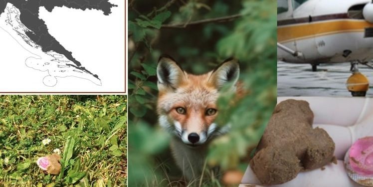 “KOLAČIĆE” KOJI PADAJU S NEBA NE DIRAJTE Oralnom vakcinacijom lisica protiv bjesnoće