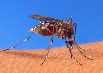 U KAŠTELIMA KREĆE UNIŠTAVANJE KOMARACA Cian kreće u planiranu dezinsekciju