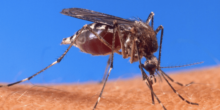 U KAŠTELIMA KREĆE UNIŠTAVANJE KOMARACA Cian kreće u planiranu dezinsekciju