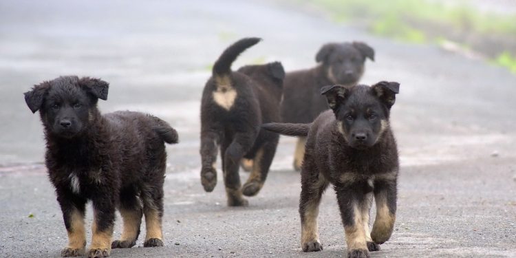 TISUĆE PROSVJEDUJU PROTIV TURSKOG ZAKONA O PSIMA LUTALICAMA To će dovesti do masovnog ubijanja životinja
