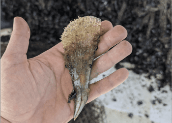 Žive periske pronađene na uzgajalištu pored Šibenika