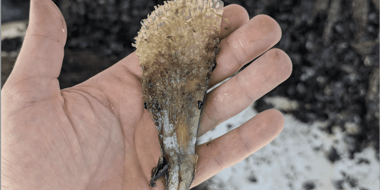 Žive periske pronađene na uzgajalištu pored Šibenika