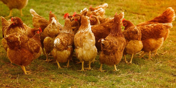 MEĐIMURJE NA UDARU PERADNE MAFIJE? U jednoj noći netragom nestale koke i patke