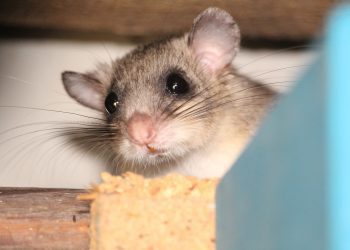 PUH ODGOVORAN ZA NESTANAK STRUJE U ZRAČNOJ LUCI FRANKFURT Svoju avanturu “platio je glavom”