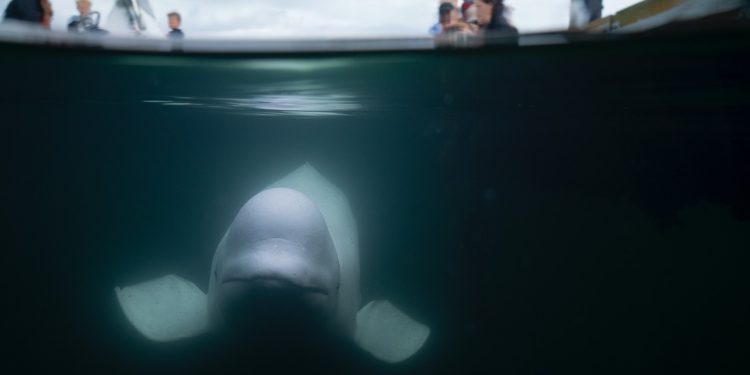 Beluga kit Hvaldimir, za kojeg se sumnjalo da je ruski špijun, pronađen mrtav u Norveškoj