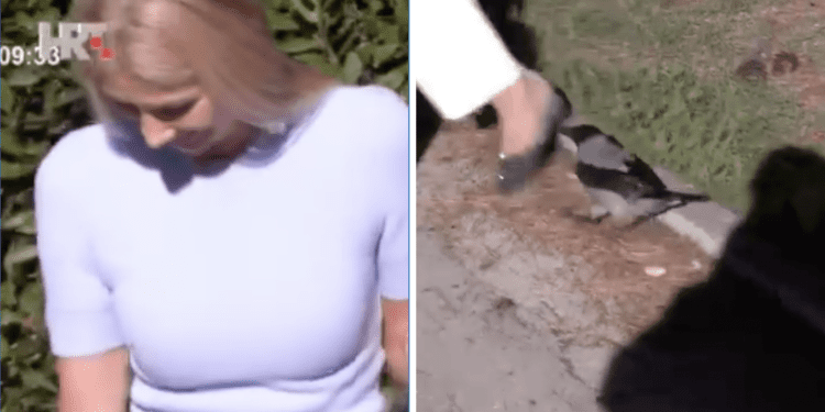 PROFESIONALNOST I U NEUGODNOJ SITUACIJI HTV-ova novinarka Regina Zubanović branila se od vrane tijekom javljanja uživo