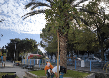 KONAČNO SMO I TO DOČEKALI U Splitu se sade nova stabla