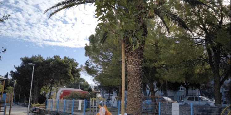 KONAČNO SMO I TO DOČEKALI U Splitu se sade nova stabla