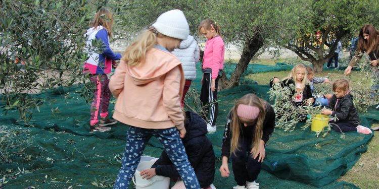 (VIDEO/FOTO) Kad se male ruke slože i maslina se obrat može