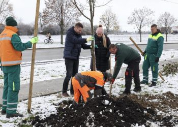 U OSIJEKU VELIKA SADNJA PO EUROPSKIM STANDARDIMA: Prvih 1700 stabala