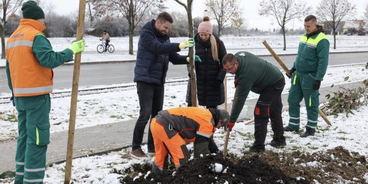 U OSIJEKU VELIKA SADNJA PO EUROPSKIM STANDARDIMA: Prvih 1700 stabala