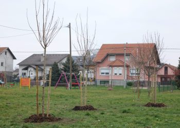 SVE ZELENIJI OSIJEK U mjesec dana zasađeno čak 1115 stabala