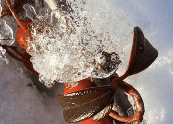 Siloviti osvajaju kraljevstvo nebesko! – Da se Isus rodi u mom srcu