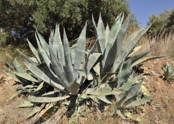 Agavina pipa u invaziji na agave