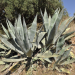 Agavina pipa u invaziji na agave