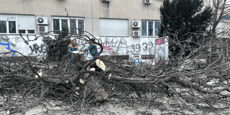 Splićani potpisuju peticiju zbog rušenja drvoreda kestena i plana da ih zamijeni drvored borova