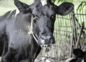 Novi slučajevi slinavke i šapa u Mađarskoj i Slovačkoj: Hrvatska uvodi stroge mjere zaštite