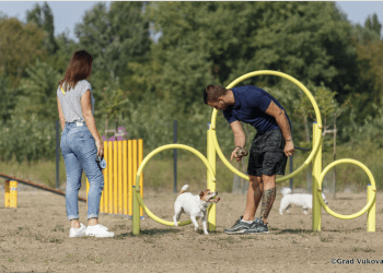 Nova zelena oaza za ljubimce: Park za pse u Vukovaru seli na novu atraktivnu lokaciju