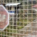 PAKAO MORINJSKOG LOGORA: Hrvatski branitelji između zaborava i nepravde
