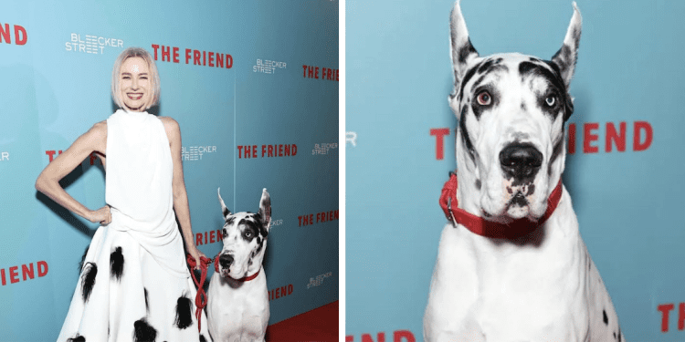 Pasji glamur na CIFF-u: Doge i dalmatinci na crvenom tepihu u Šibeniku