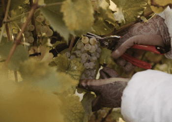 Jeste li ikada bili u berbi grožđa? Ako niste, obavezno posjetite 58. Iločku berbu grožđa!