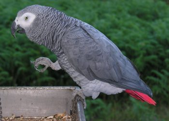 Papagaj detektiv: Kako je pernati ljubimac razriješio 15 godina staro ubojstvo