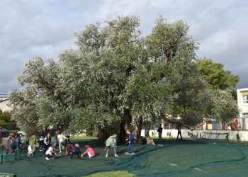 (VIDEO / FOTO)Berba tisućljetne masline u Kaštel Štafiliću – čudo Mediterana koje i dalje rađa