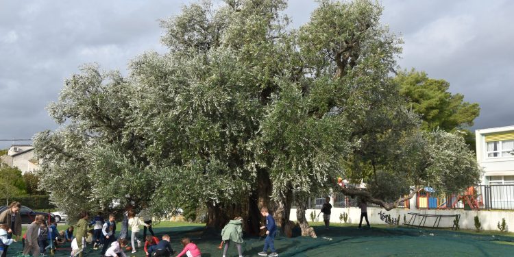 (VIDEO / FOTO)Berba tisućljetne masline u Kaštel Štafiliću – čudo Mediterana koje i dalje rađa