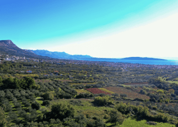 Grad Kaštela objavio novi javni poziv: Potpora za sadnju vinove loze, maslina i voćaka u 2026. godini