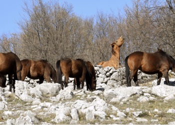 Na Uskrs u cetinskom kraju: Prizor slobode koji oduzima dah – divlji konji prelazili granicu bez granica