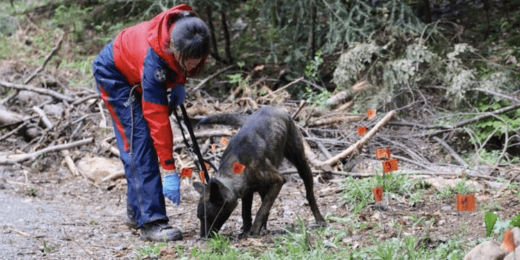 Hrvatska i Slovenija istražuju grobišta iz Drugog svjetskog rata: Uskoro preuzimanje posmrtnih ostataka 500 žrtava