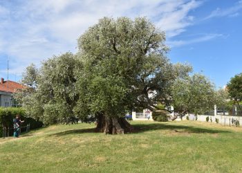 Rezidba stare masline u Kaštel Štafiliću: Zaštićeni simbol Kaštela u izvrsnom stanju, stručnjaci najavili i izazove za maslinare