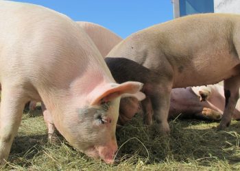 Osnovana prva Hrvatska sektorska organizacija za svinjsko meso