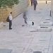 Izraelac snimljen kako cipelari časnu sestru u Jeruzalemu. Izraelski sud: Nije kriv